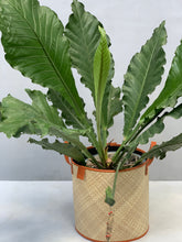 Load image into Gallery viewer, Large Planter Sleeve